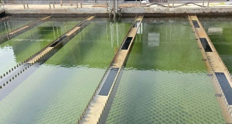 337国产三级黄色片视频 生活污水除磷需要注意些什么